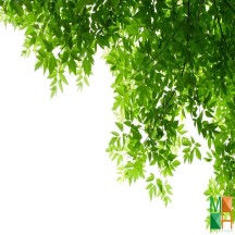 Tranh dán tường Hàn Quốc 3d khổ lớn tại Hà Nội NA - 072